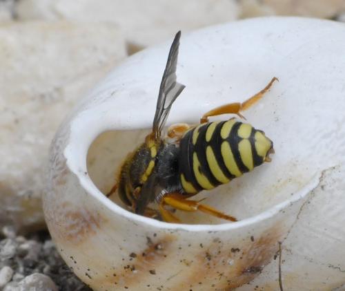 Réf. 283 299 : Rhodanthidium infuscatum